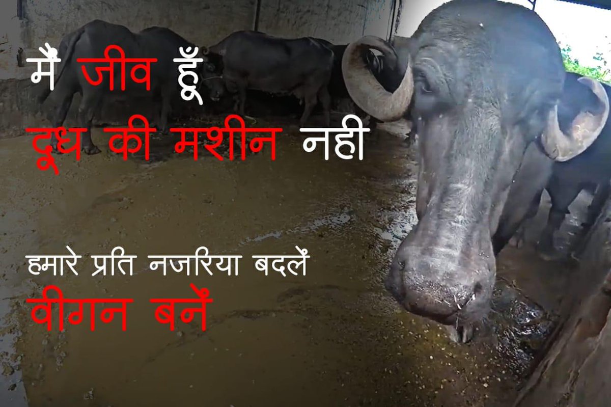 randompitara's tweet photo. Kya main sirf doodh nikalne ki machine hoon? Apna nazariya badle , Mujhe bhi jeene ka utna he haq hai jitna aapko ya mujhe
#मैं_जीव_हूँ_मांस_नहीं #मैंजीवहुँमांसनहीं
#iammenotmeat #iamanindividualnotmeat #randompitara
@aajtak @PMOIndia @PetaIndia @myogiadityanath @ZeeNews @ndtv https://t.co/2bYpqc4ILD