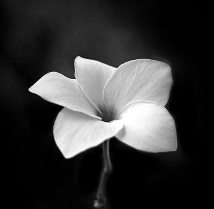 In honor of our dear friend <a href="/susangaj/">CgoSass</a> 
We’ll miss you! Rest in peace Susan.. With all our love 🤍
<a href="/BPeakers/">BrazilianPeakers🇧🇷</a> #brazilianpeakers🇧🇷 <a href="/MyPeakChallenge/">My Peak Challenge</a> #samheughan