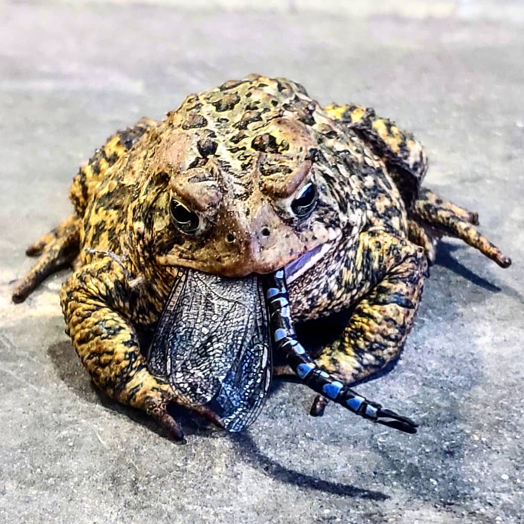 SoberSavedSoul's tweet photo. Going to have my lunch and I noticed this  "BeefCake" here just smashing a big ol dragonfly...
#nature #toads #dragonfly https://t.co/l4JwG9xTk3
