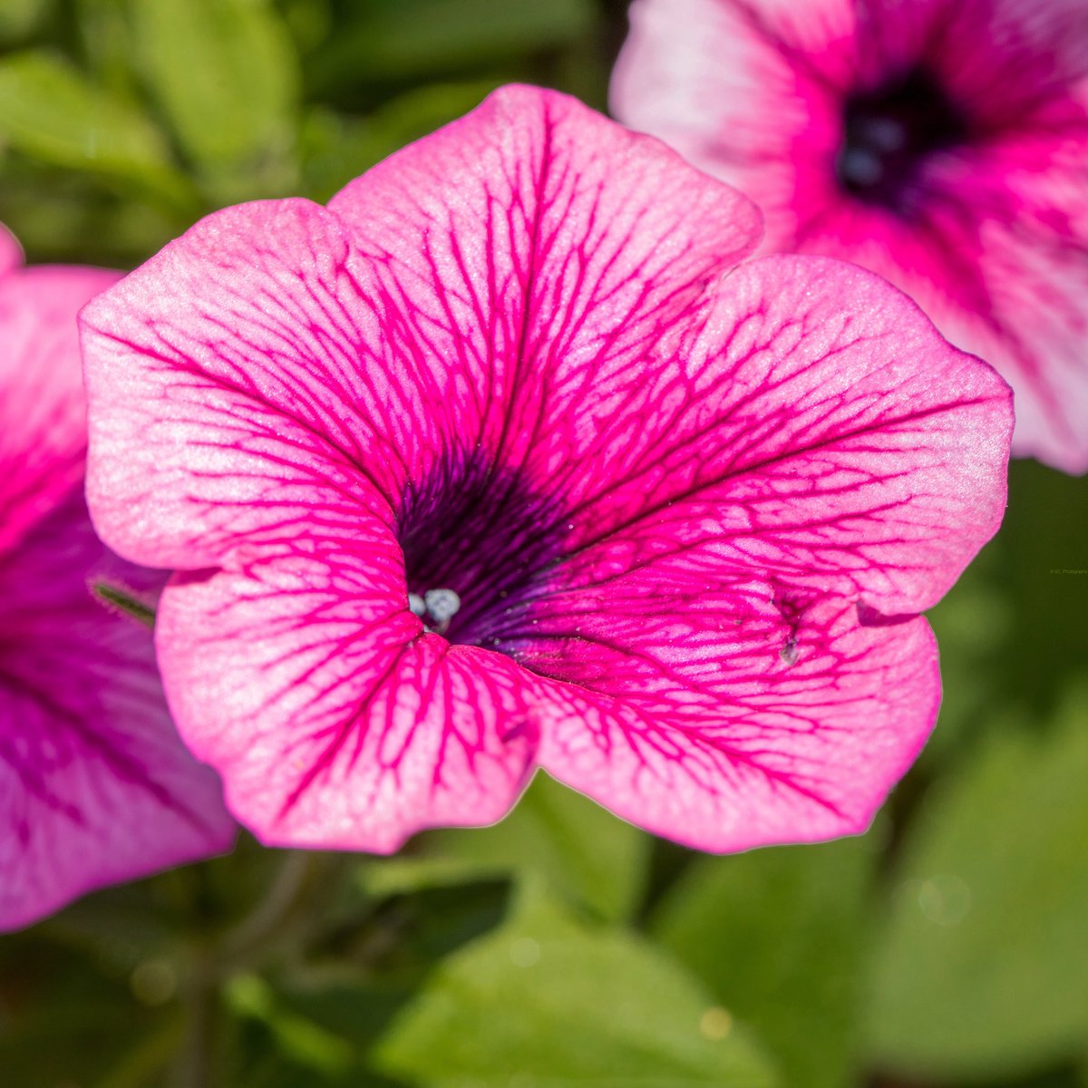 SunsetChrissi's tweet photo. —
Sunbathing Flowers, 26th of june 2020
—
#photography #lights #perspective #colours #naturephotography #landscapephotography #wildlifephotography #june #junelandscape #summer #summerweather #summerfun #flowers #macrophotography #bokehphotography https://t.co/mkgClrgFc2