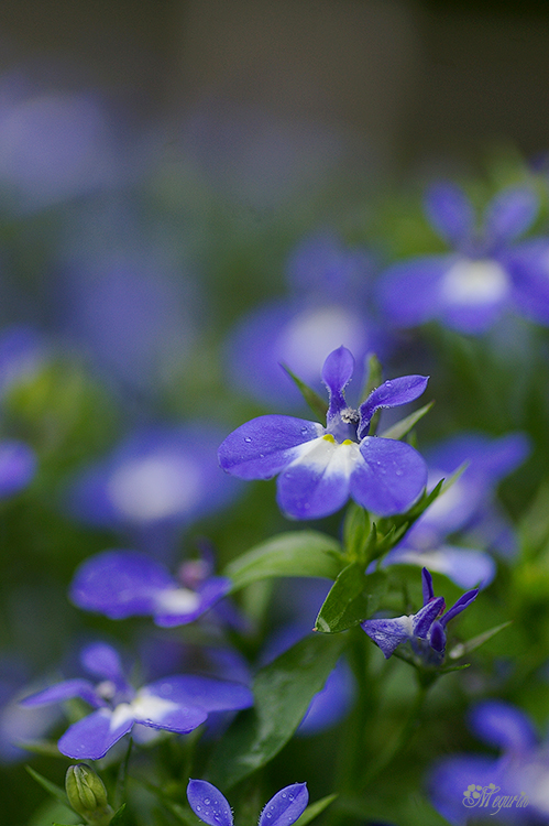 アズーロコンパクト
