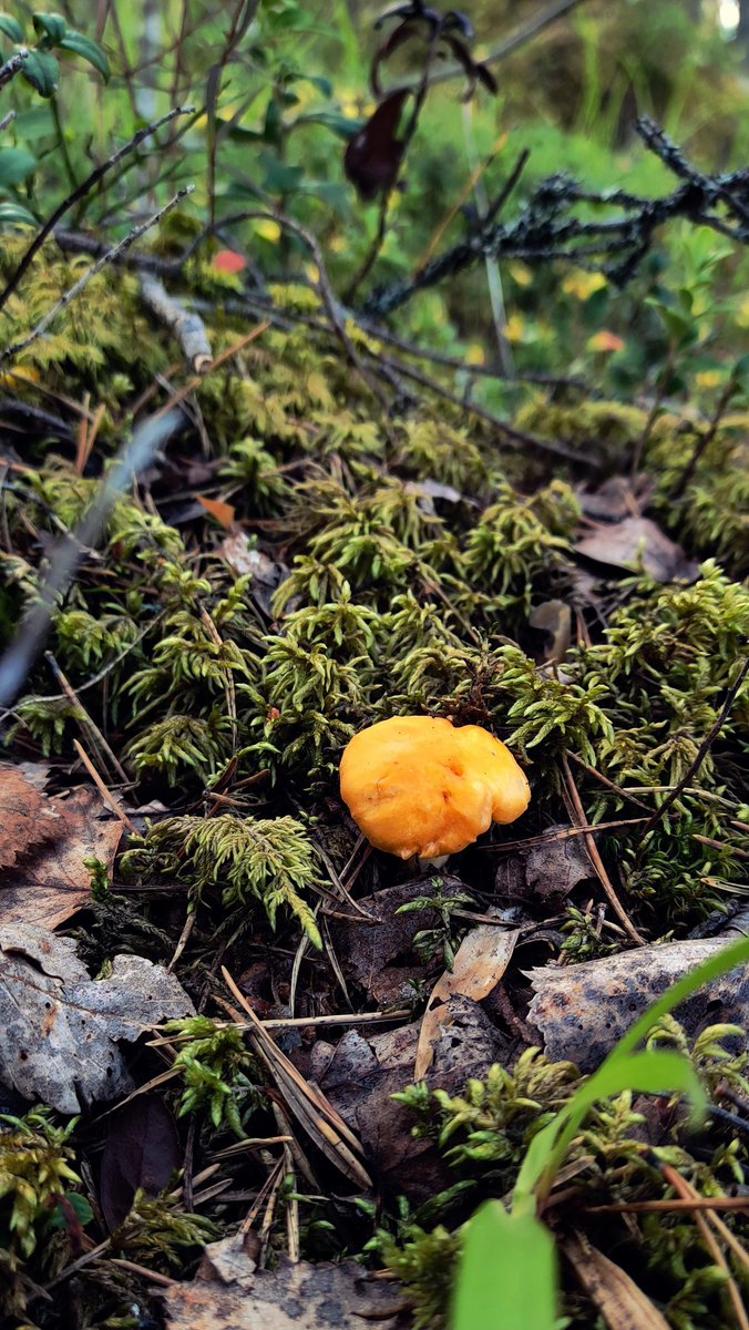 Luonnon antimet odottavat kokemusten pariin.
#outwardboundfinland #elämyspedagogiikka #SuomiOB #kokemus #luonto #luokkahuone