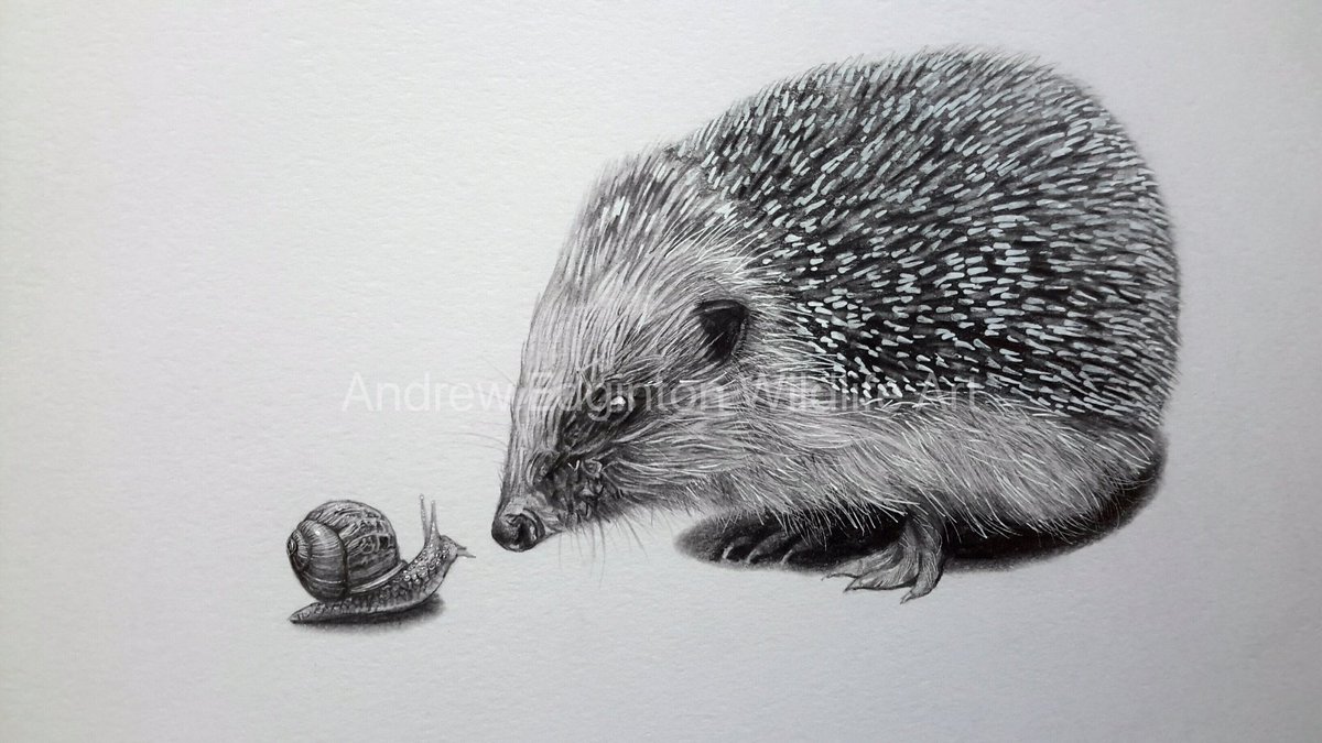 AndrewEdginton's tweet photo. Think this was one of the best days on twitter. 
I’m absolutely overwhelmed by everyone’s response so thank you, I will try to reply to everyone soon. Here are some more pics :)
@swlanaturaleye @bbcsoutheast @SIBirdClub @BBCCountryfile @BBCSpringwatch https://t.co/jT66dJtw3l
