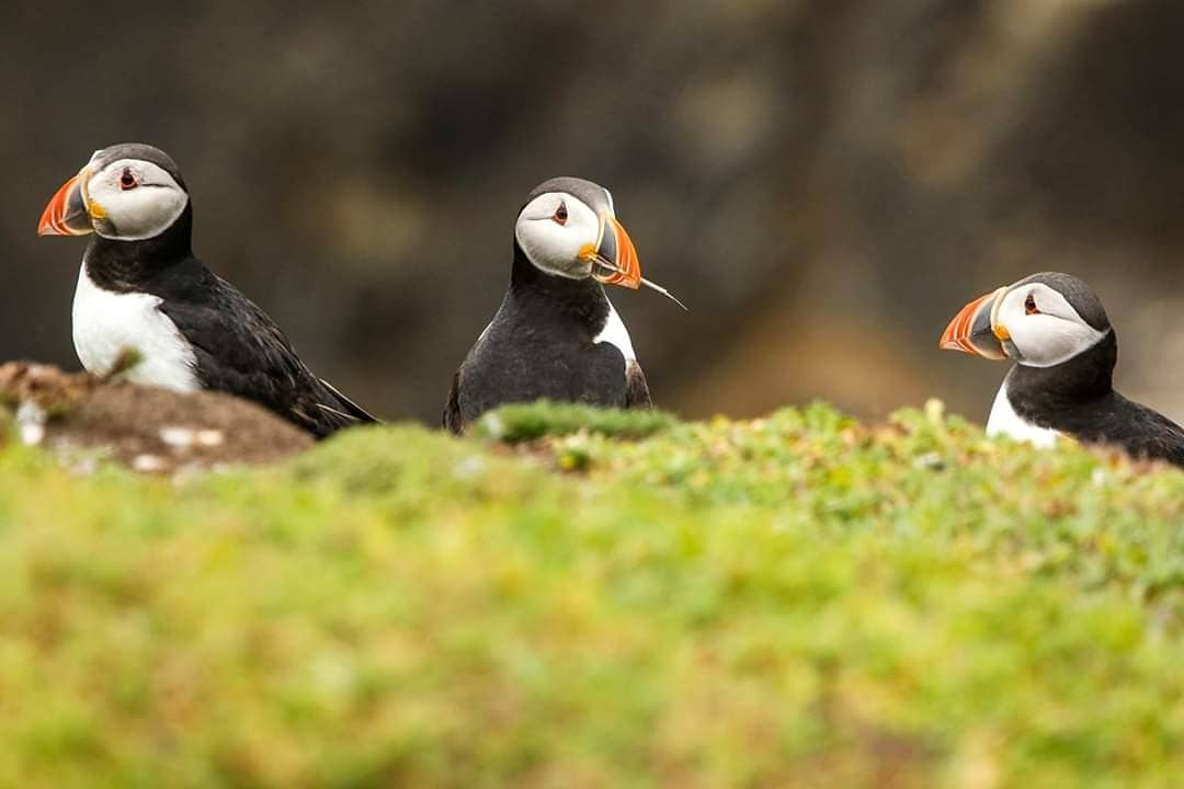 #puffins #salteeisland #seabirds #seaparrot #wildlife #nature #birds @WildIreland @welcomet0nature @Irishwildlife