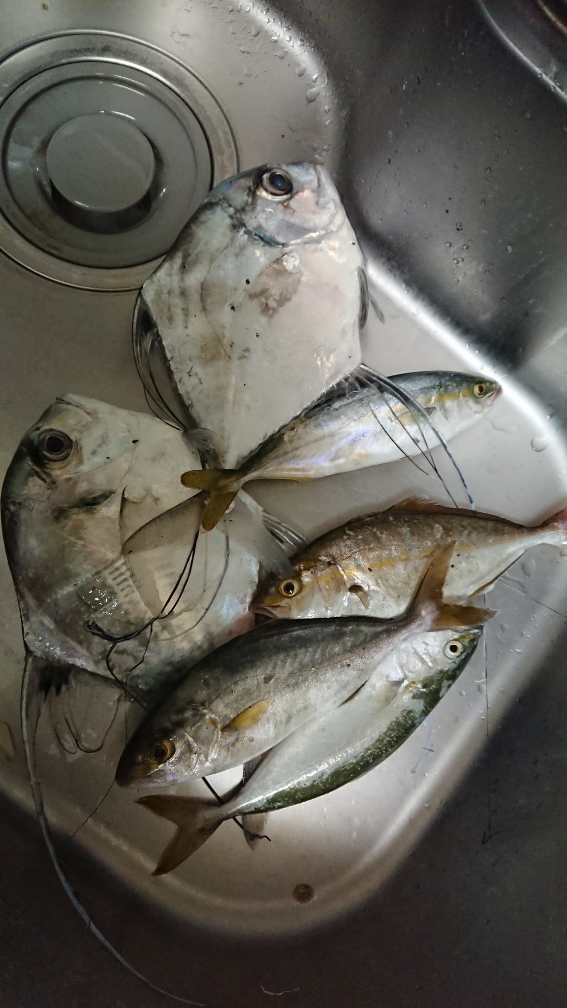 宮崎 てげてげ キャンプ 釣り F マリノス 宮崎港 アジングロッドで釣れました 隣の優しいおじちゃんがタモですくってくれました ありがとう おじちゃん にしても 今年のアオタイ 中止との事 サブ4狙ってたのに T Co