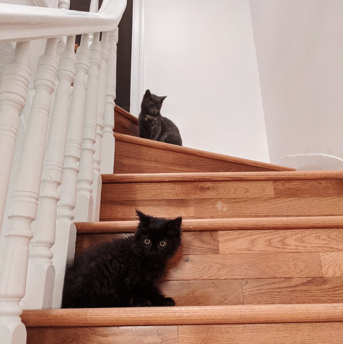 They're getting better at stairs. Sort of. Sid was first up but has a hard time coming down without falling or getting scared. Fern is now bounding up and down with no issue. Sid just hasn't grown big enough yet to keep up with Fern's giant back legs.