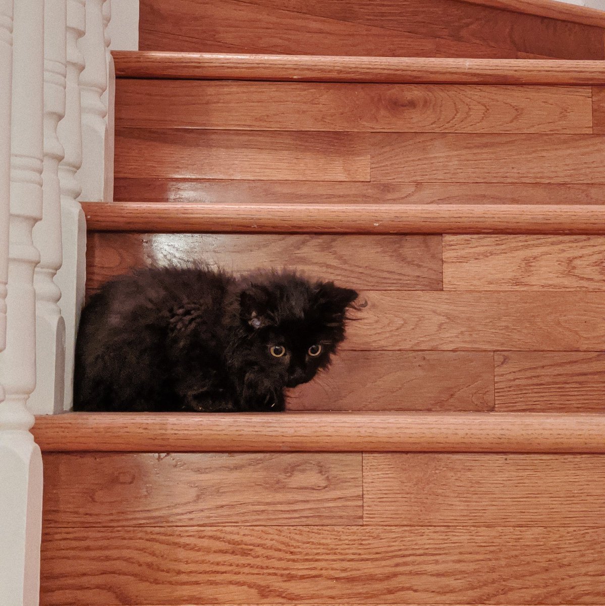 They're getting better at stairs. Sort of. Sid was first up but has a hard time coming down without falling or getting scared. Fern is now bounding up and down with no issue. Sid just hasn't grown big enough yet to keep up with Fern's giant back legs.
