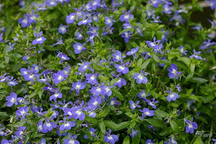 アズーロコンパクト