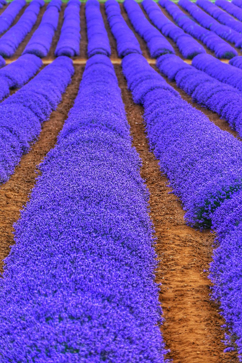 A splash of colour on a wet day on the Norfolk coast! <a href="/WeatherAisling/">Aisling Creevey</a> <a href="/ChrisPage90/">Chris Page - Weatherman</a>