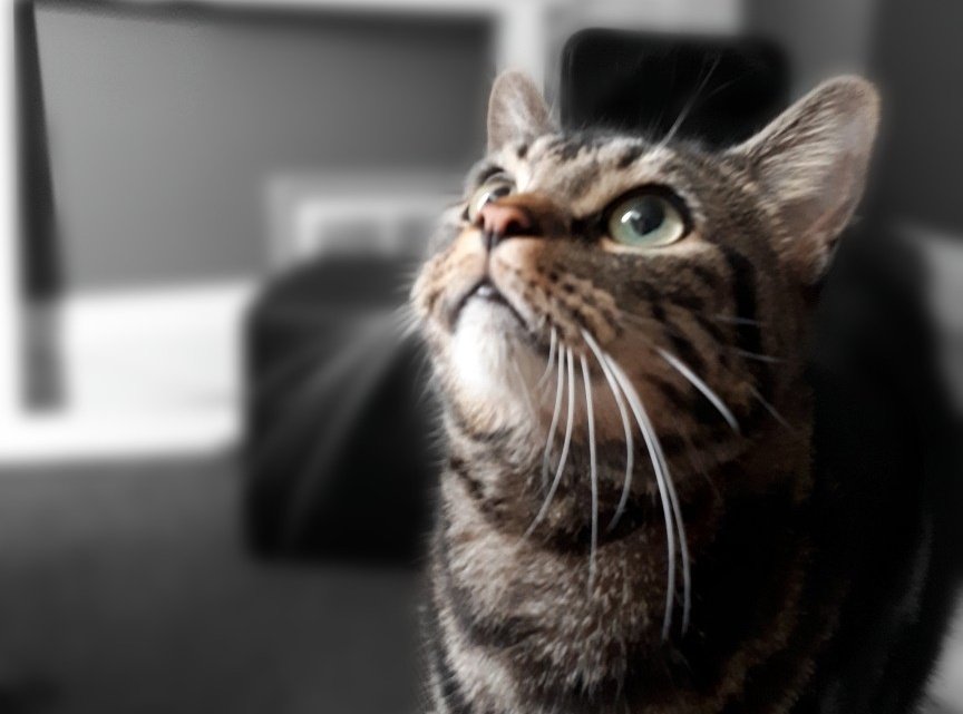 iii_senior's tweet photo. Fly catching this morning. Hello my friends.  Have a good Thursday.😻😻 What is your hobby?

@SoxandD @Soxthewavingcat @OutwoodsCat @davyslala 

#catinaction #CatsOfTwitter #staysafe https://t.co/3lGZdmBBVi