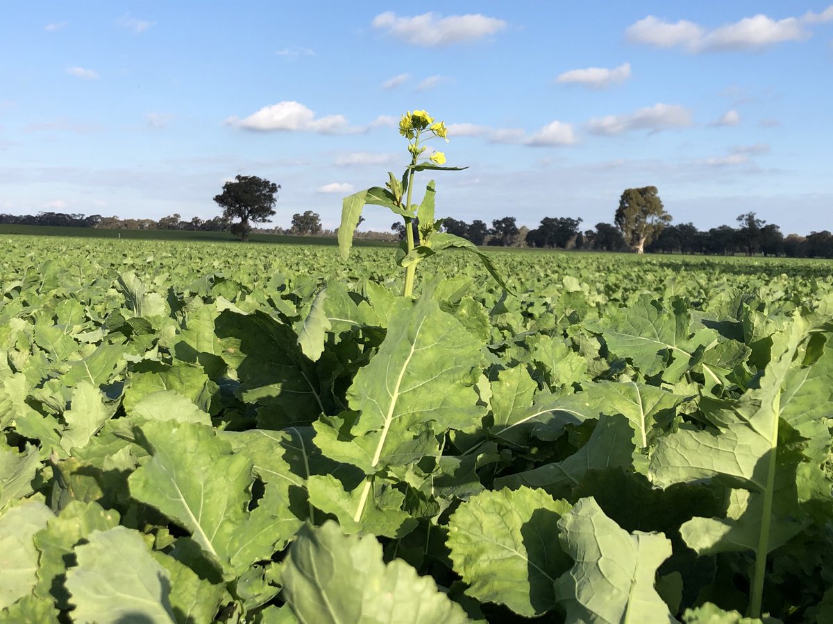 Luke Mathews tweet media