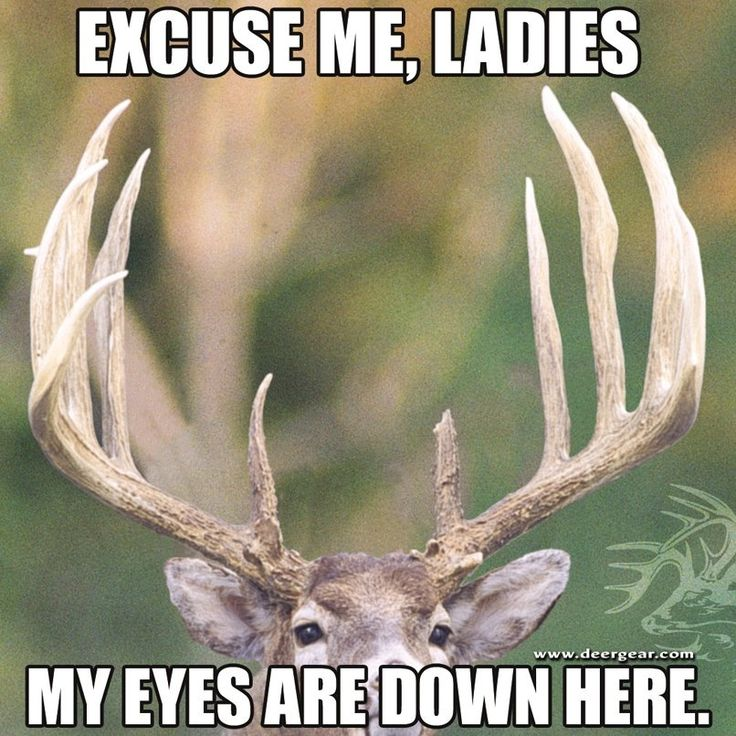 The_Golden_Stag's tweet photo. You cannot imagine how many times this has happened to me... #StagProblems https://t.co/velr1yXENi