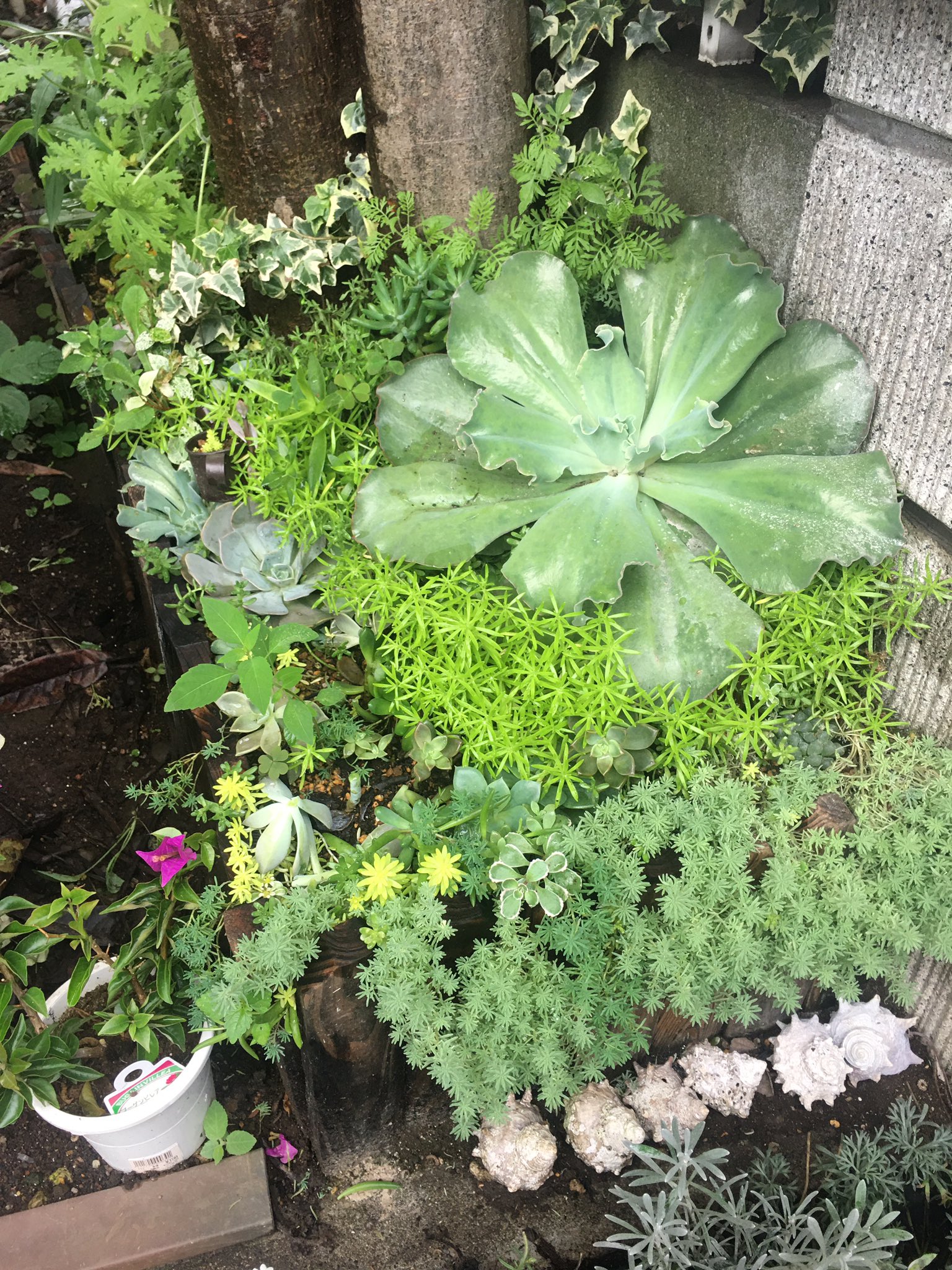 みーけし 多肉は秋まで休み 収穫 パリダム 黄色いセダム 蚊連草 ローズゼラニウム 大量すぎて捨てるのももったいないんですけど 欲しい人いないですよね 大した物じゃないし送料がもったいないか T Co Ctnvtwiakj Twitter