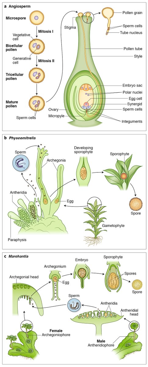 LabMutwil's tweet image. Blown away by the beautiful figures prepared by @diatomdeb for our upcoming paper. If you need scientific illustrations to beautify your paper (biology, astronomy, anatomy), she is the scientific artist I can recommend, hands down!