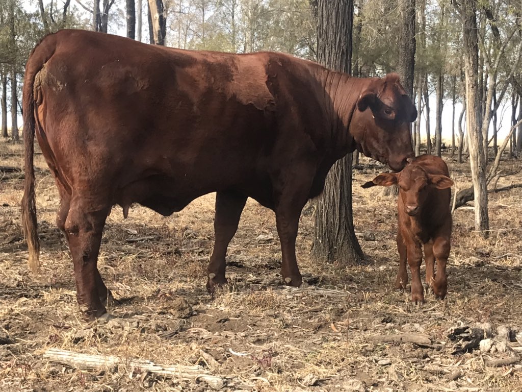 Portreath44's tweet photo. Coming into this year’s bull selling season I can vouch for the fertility of @benelkaysantas . The big fella is more than just a pretty face. #firstcalf https://t.co/0gE23gXtSL