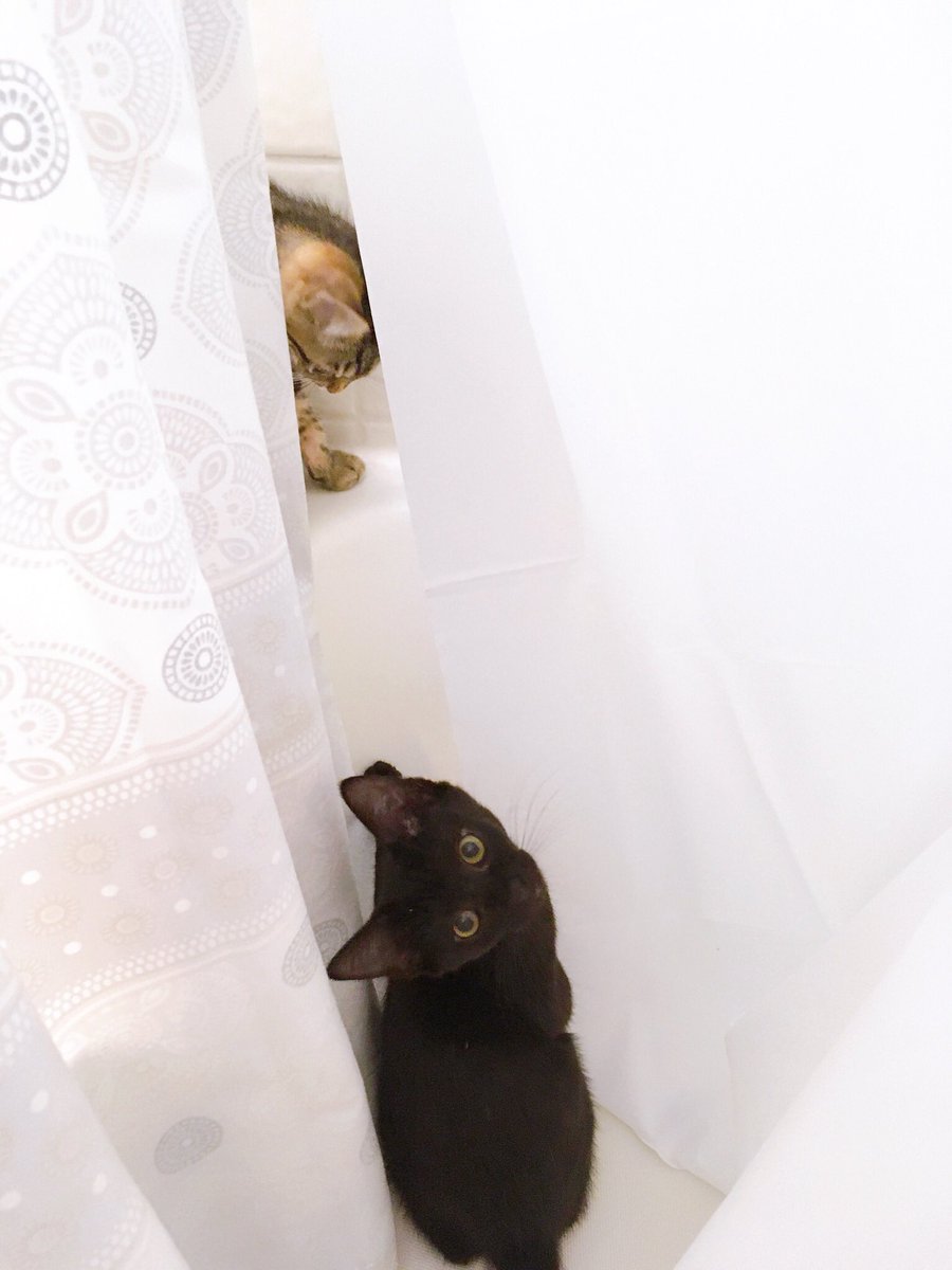 UncleOlivernCo's tweet photo. Marble and Pearl have been spotted! 👀  

If you’re interested in adopting Marble or Pearl, or both, please send us a DM! https://t.co/7x2FAZl5V7