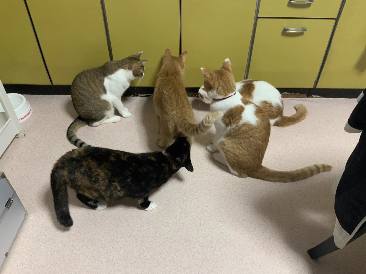 猫たちが一か所に集中してる…。なにかいる？？怖いんですけどｗｗ
