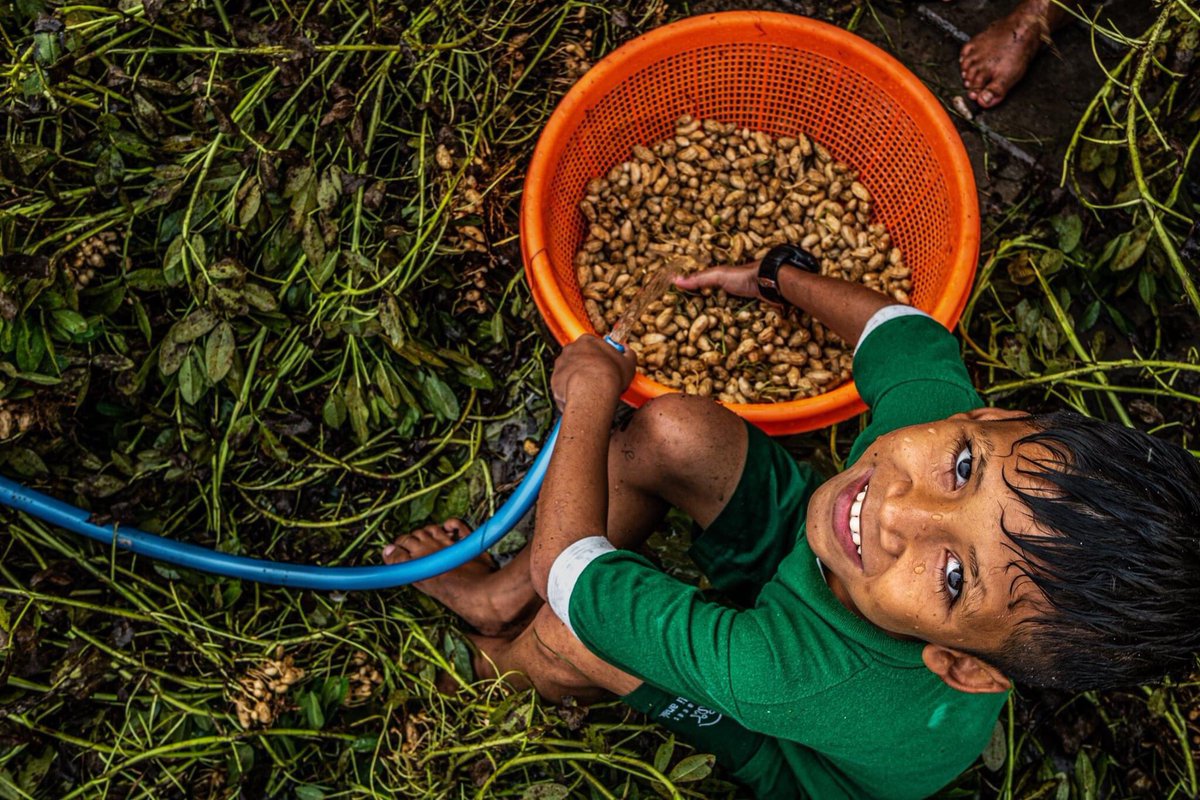 pedulianak's tweet photo. Yay! Look at these gorgeous peanuts. So glad that our Northstar organic garden yields many fresh  produce. The children gleefully harvest the peanuts with big smiles on their face 😄🥰👨‍🌾👩‍🌾 #northstargroup #organicgarden https://t.co/L2ZJQqlO3a