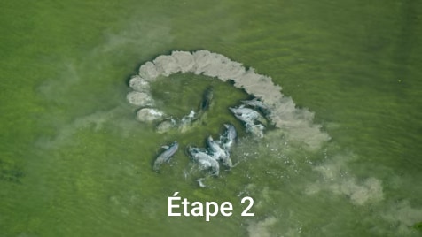 Commençons avec les Grands dauphins d’Everglades. Leurs particularités est leur méthode de chasse. Ils guident un banc de poisson vers un lieu spécifique pour qu'un dauphin soulève un cercle de boue autour du banc et qu'ils finissent par attraper les poissons qui s'enfuient