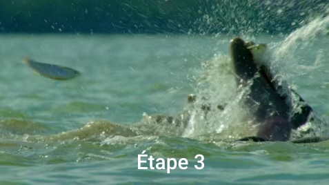 Commençons avec les Grands dauphins d’Everglades. Leurs particularités est leur méthode de chasse. Ils guident un banc de poisson vers un lieu spécifique pour qu'un dauphin soulève un cercle de boue autour du banc et qu'ils finissent par attraper les poissons qui s'enfuient