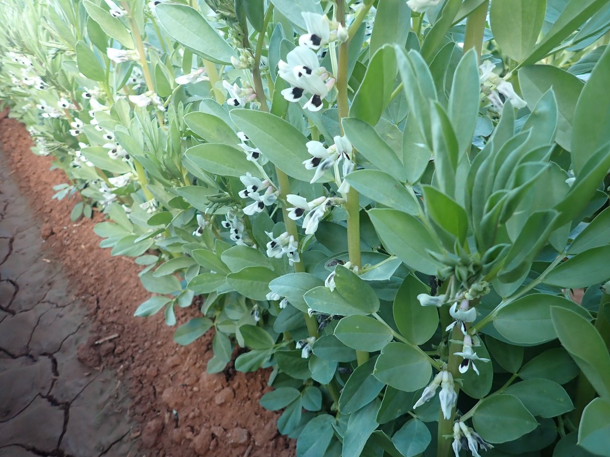 Last of the late plant mungbeans were harvested yesterday, fingers crossed the dryland chickpeas get a drink this weekend, and some of the earlier planted irrigated Nasma faba bean crops are in full bloom, and podding up nicely.
Its enough to get my pulse racing!😀