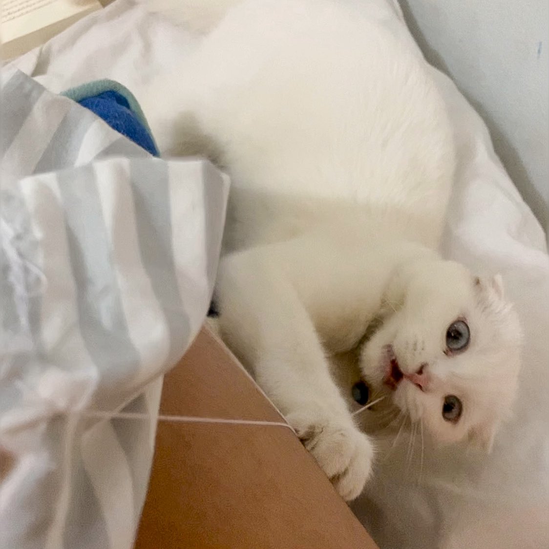 ૮꒰˵• ﻌ •˵꒱ა tweet media