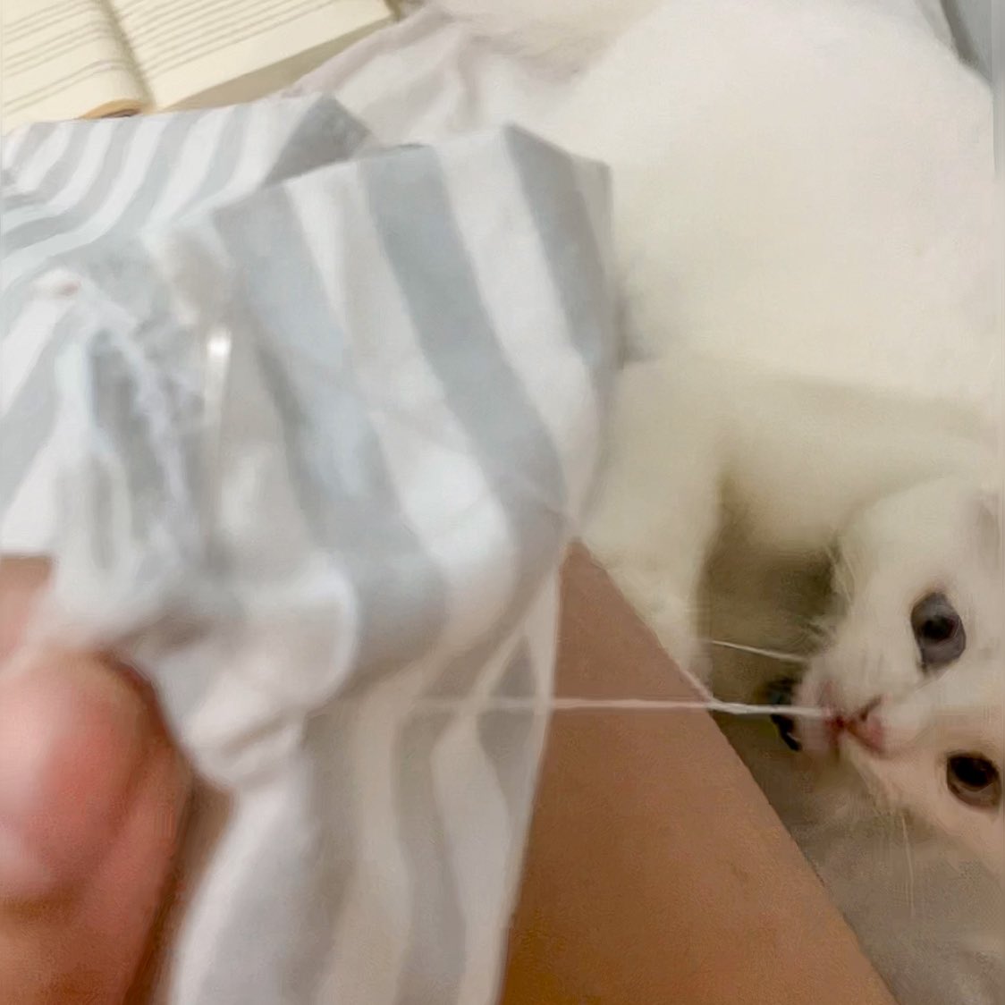 ૮꒰˵• ﻌ •˵꒱ა tweet media