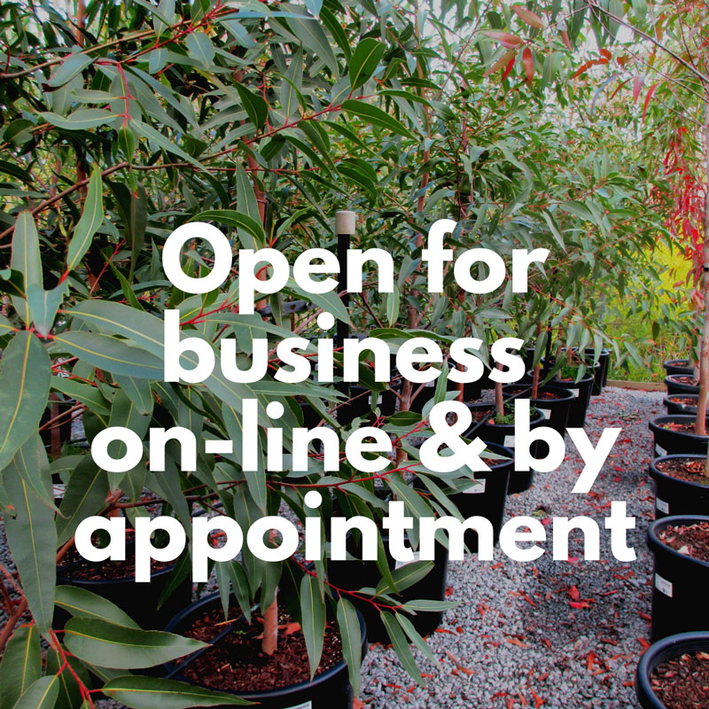 SpecialityTrees's tweet photo. We're sad to be in ISO again but we remain committed to assisting you with on-line service, supply &amp; contactless delivery. All visits by appointment please. #wereinittogether #treesformentalhealth #essentialservice #staysafeeveryone #trees https://t.co/Vf0hxDmcpn https://t.co/IYsdSdMl4j