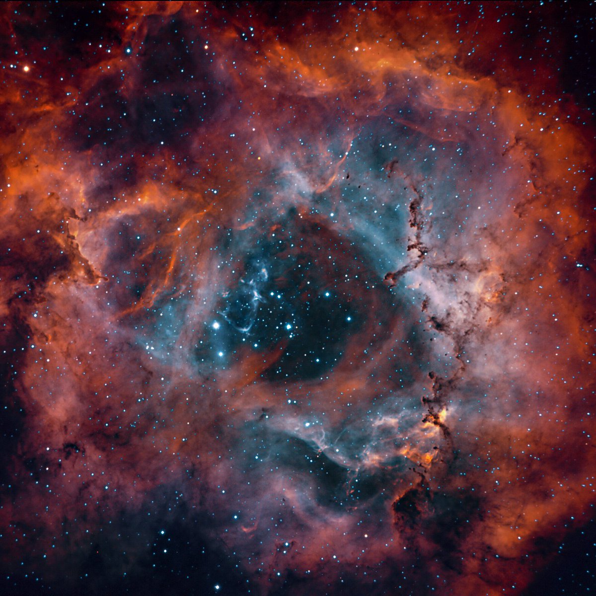 shaunreylec's tweet photo. The rosette,  or NGC2237,  , and NGC2244 , the star cluster  born from this staggering nebula, 2 versions, one being Ha, O3 ,SG bi colour,  the 2nd being the SHO   'Hubble palette' version, 33 hours in total on this Nebula 
#ASTRO https://t.co/Xqz1ZH5eEA