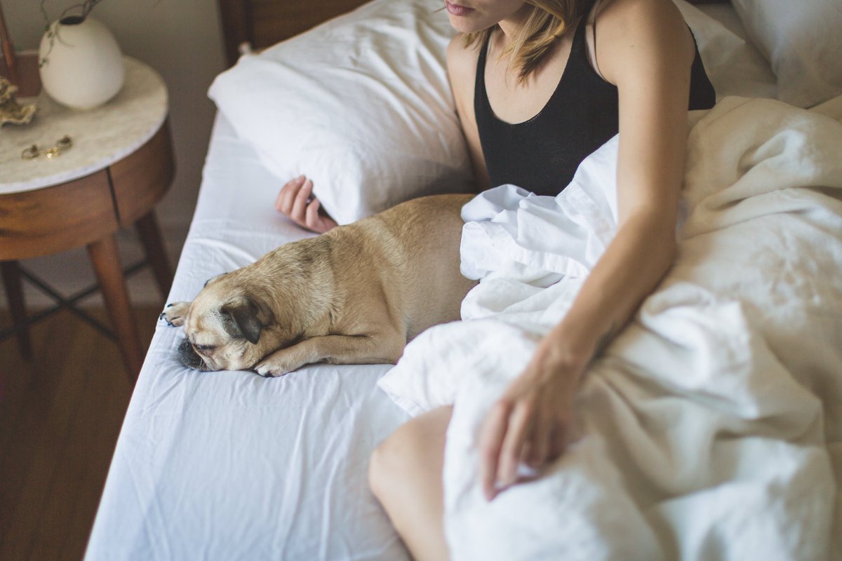 UKUSCAdoggie's tweet photo. Know someone who hogs the bed?
#hogthebed #sleepingwithdogs #noroomforme #dogsoftwitter https://t.co/KMzPEUfflZ