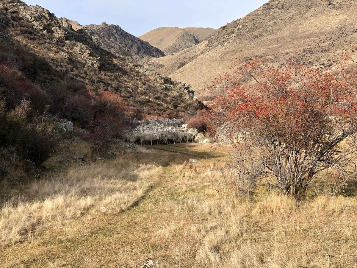 An update from Richard - Omarama station. 
“We spent the morning filming a new biodiversity plan for the farm. Was great to catch up again with Professor David Norton of Canterbury University. He is incredibly knowledgeable about our flora." #FarmUpdate