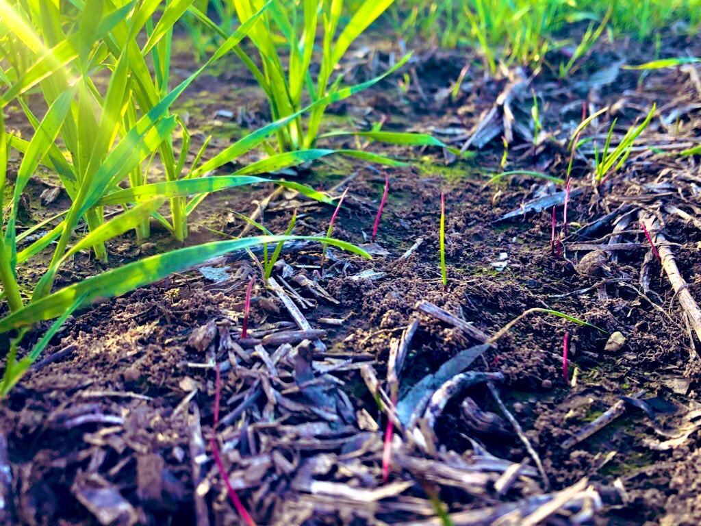 Disc seeder trial update. Bayer-167 showing good safety both IBS &amp; EPE in wheat plus still getting taken up by ryegrass 9 weeks after spraying. #Bayertrial @ScholzFarming <a href="/grassrootsag/">Grassroots Agronomy</a>