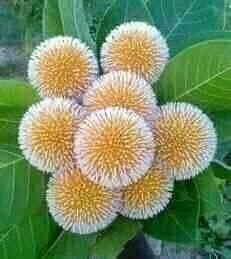 AbdulMa76142778's tweet photo. A favorite flower
#niceflower,#nice ,#flower https://t.co/dnBFWUK6Z3