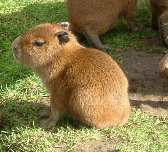 Oui comme ça il a l'air de rien même si il est très mignon. Il est originaire d'Amérique du sud. C'est le plus gros rongeur du monde. Il peut peser jusqu'à 66 kilo! Semi aquatique, il nage extrêmement bien et pour un Capybara adulte les caïmans ne sont pas un soucis. 