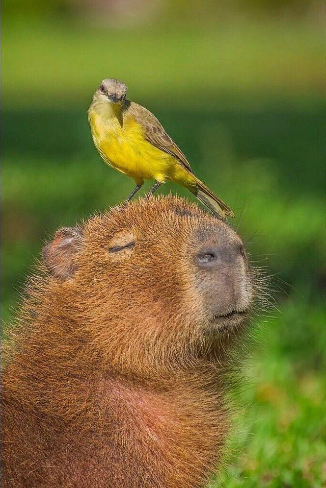 Mais pourquoi est-il si particulier ? Parce que le Capybara a un pouvoir caché... C'est un animal très sociable. Et très doux. Il vit en groupe allant jusqu'à une vingtaine d'individus. Rien de spécial ? Disons que "très sociable" est loin de la réalité 