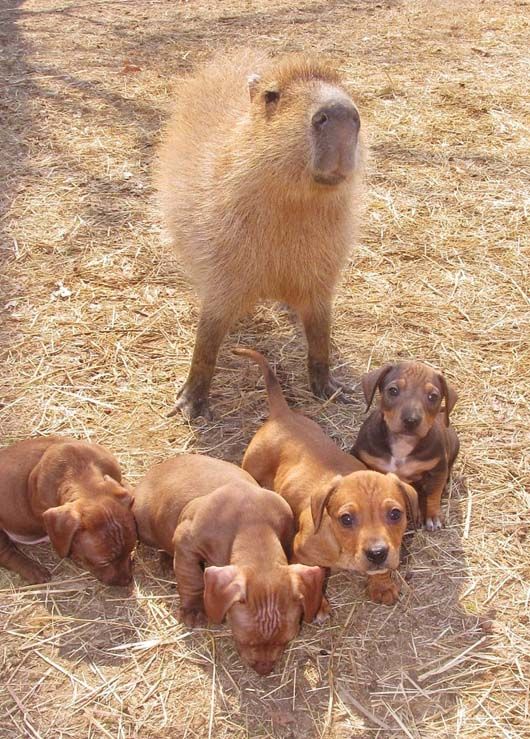 Oui le Capybara est ami avec absolument tout les animaux qu'il côtoie, à part évidemment ses prédateurs terrestres naturels. Genre absolument tous. C'est un vrai Disney mais IRL.