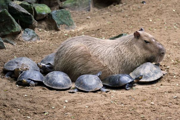 Oui le Capybara est ami avec absolument tout les animaux qu'il côtoie, à part évidemment ses prédateurs terrestres naturels. Genre absolument tous. C'est un vrai Disney mais IRL.