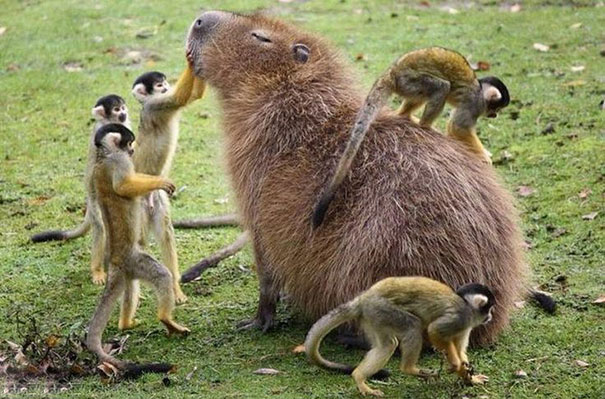 Oui le Capybara est ami avec absolument tout les animaux qu'il côtoie, à part évidemment ses prédateurs terrestres naturels. Genre absolument tous. C'est un vrai Disney mais IRL.