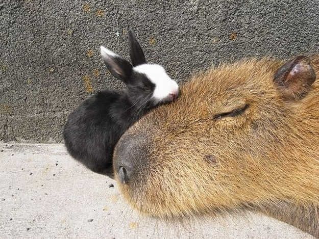 Oui le Capybara est ami avec absolument tout les animaux qu'il côtoie, à part évidemment ses prédateurs terrestres naturels. Genre absolument tous. C'est un vrai Disney mais IRL.