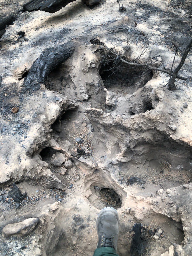 Fire photo of the day: burned out root holes. These things create huge sinks for water and sediment, and they are all over the place in some forests. This was in the tadpole fire.