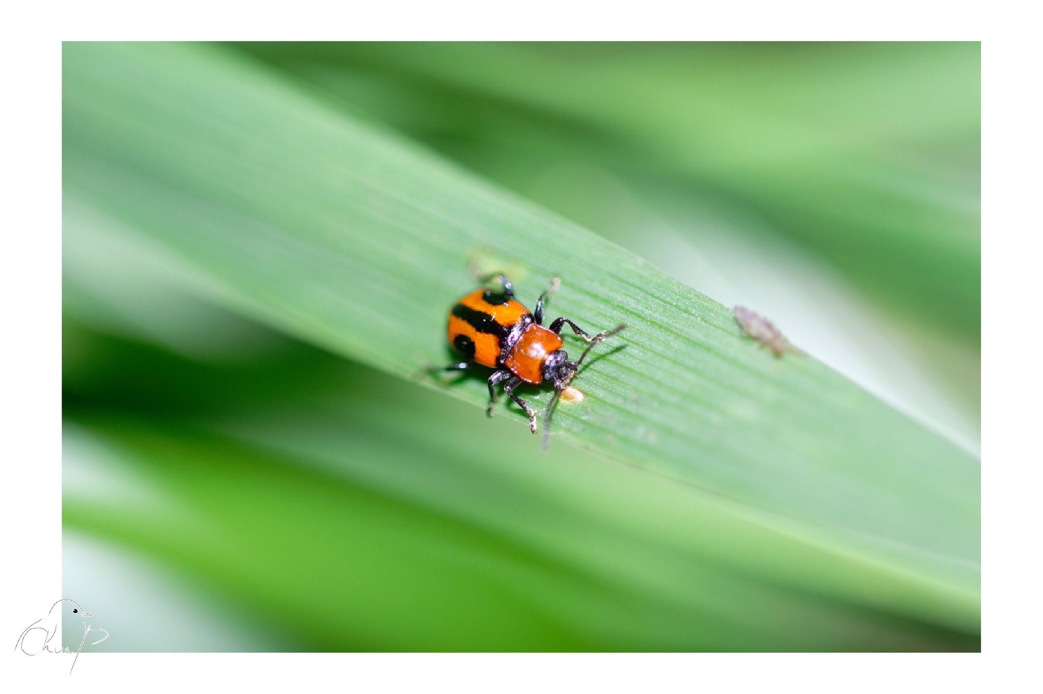 テントウムシダマシ Twitter Search Twitter