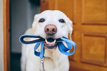YourSPCA's tweet photo. With temperatures close to or surpassing 90, beating sun on the ground, how long could you walk barefoot? Hot sidewalks + sensitive paw pads=not a good combo. The ground can heat up to an unbearable temperature within mere minutes. Summer pet tips:
https://t.co/om7IjxiSVA https://t.co/4ExQwjQftx