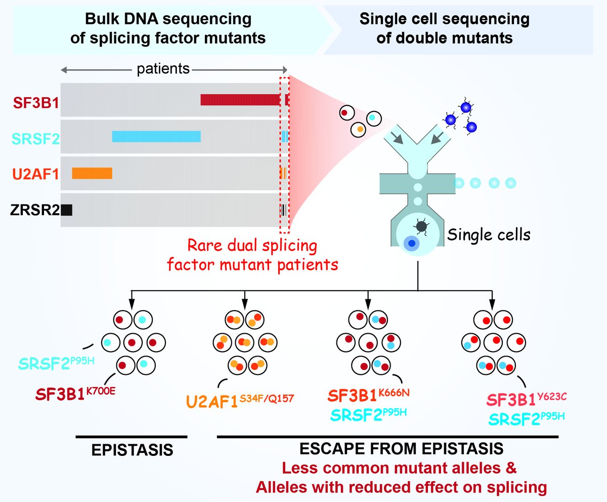 Moritz Binder (MoritzBinderMD) Twitter
