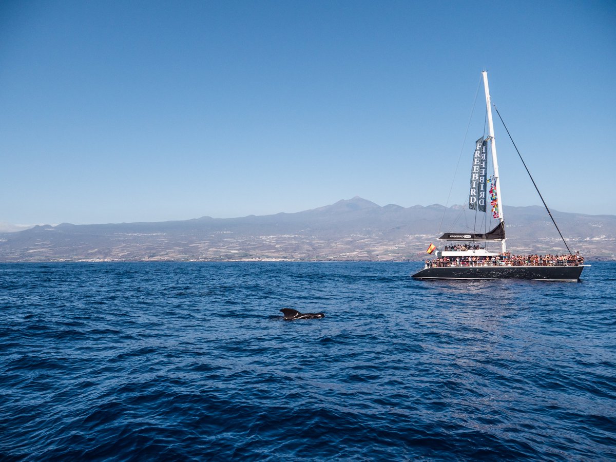 A unique experience to see #whales and #dolphins in their natural habitat with <a href="/freebird_catam/">Freebird Catamaran</a>, member of Tenerife Quality Charter.💙
🐬tinyurl.com/ycezwyqp 
⛵️freebirdone.com
#CostaAdejeYourGuarantee #CostaAdeje #VisitTenerife #Leisure #Nature #Whalewatching #Tenerife
