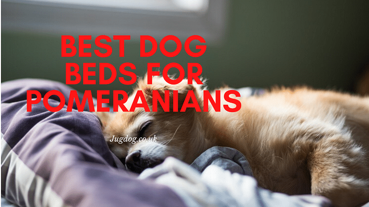 JugDogCo's tweet photo. Pomeranians are very small dogs who adapt well to apartment living and are fairly low energy overall. They can often be found resting and cuddling a lot. https://t.co/FrqGazPHIU https://t.co/RKvpp4WZ0M