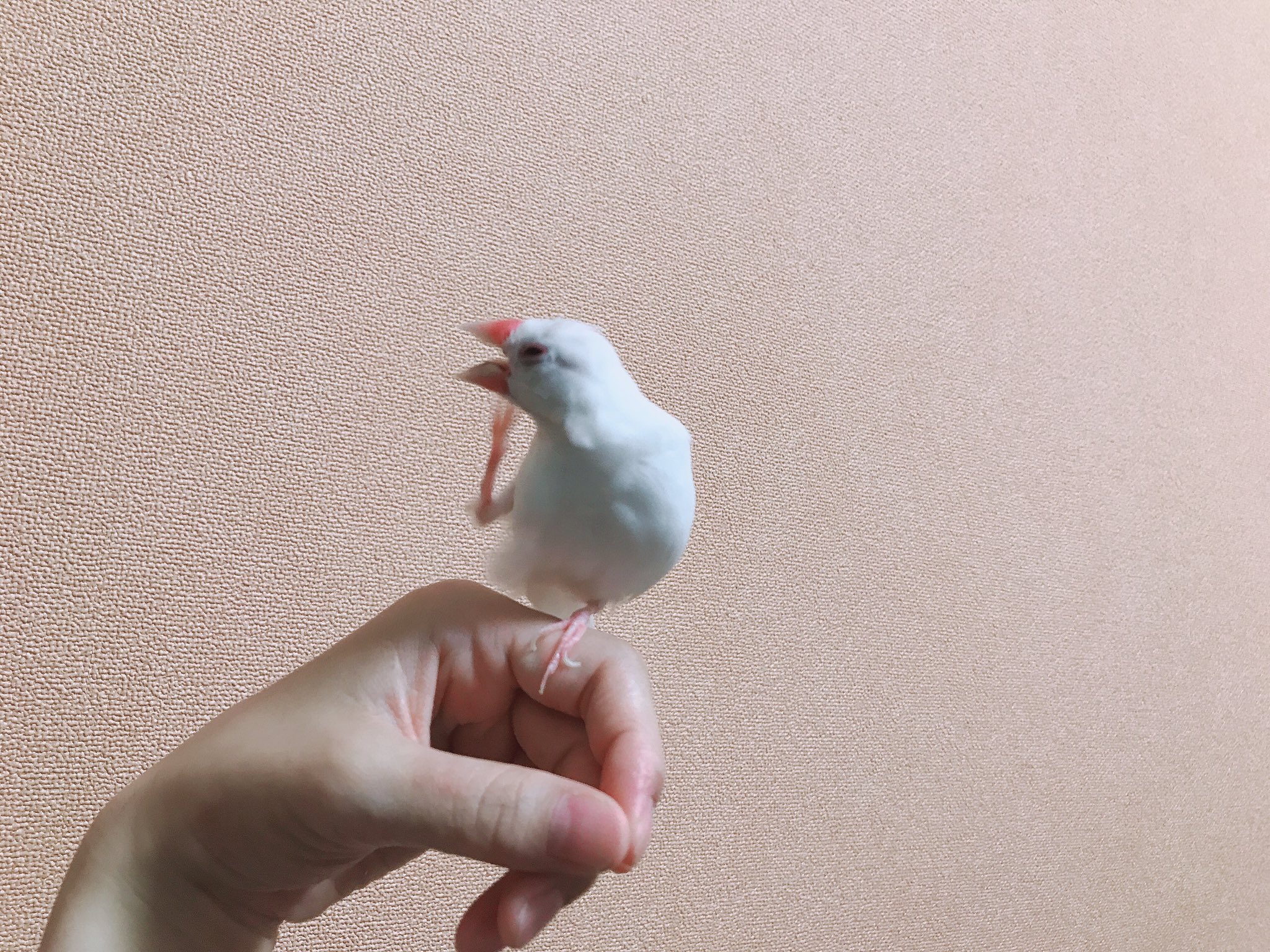 ぶんとしめじ Bun 1 Twitter