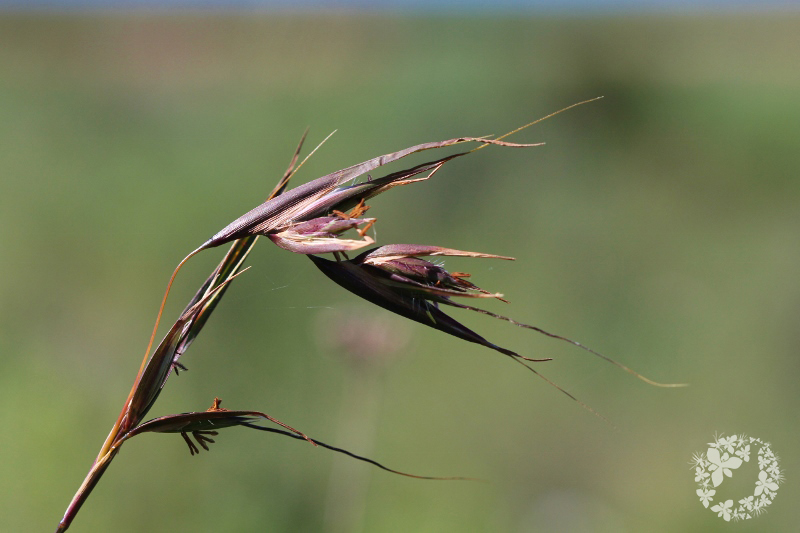It's been suggested that #Overberg #Renosterveld was historically more grassy, with an increase in shrub cover &amp; cover of renosterbos (Elytropappus rhinocerotis) thought to be as a result of overgrazing. But do the historians &amp; researchers agree? bit.ly/31D4OD9