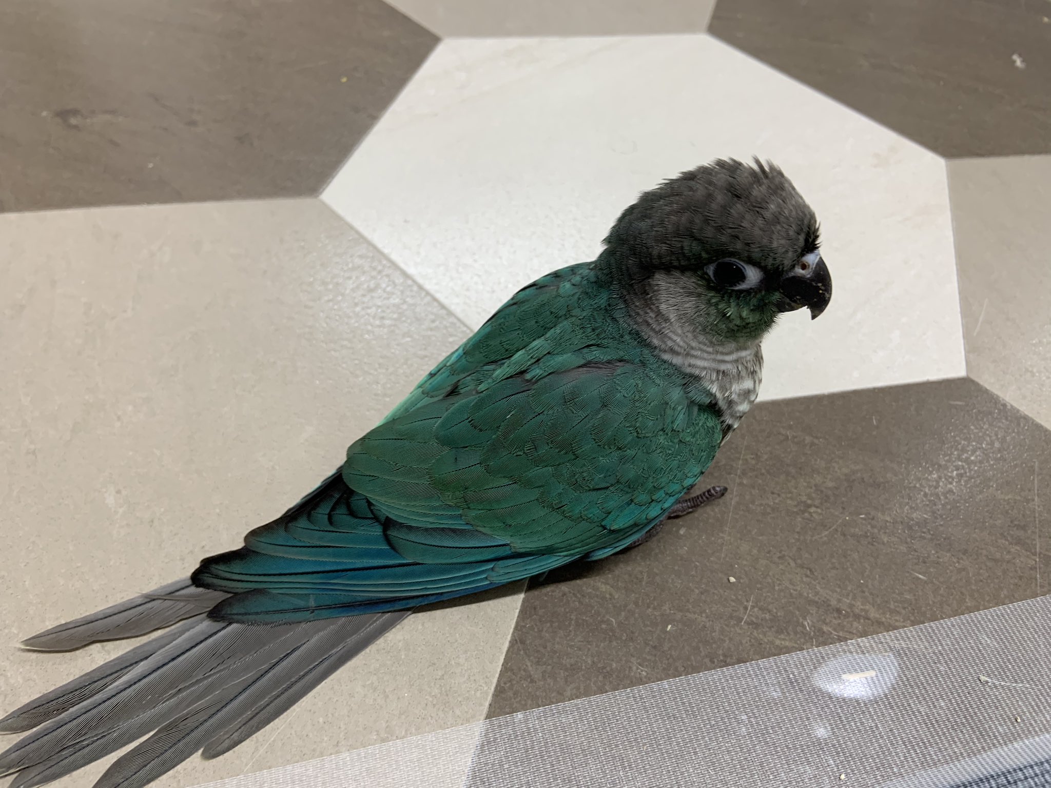 ウロコインコページです。 hq720.jpg?sqp=-
