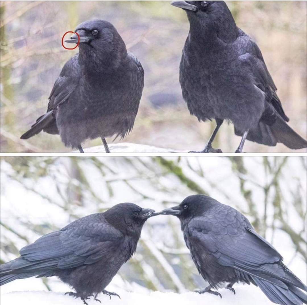 This crow broke her beak 8 years ago in a collision with a car. Her mate of 12 years has patiently fed her since. (Wolf Hollow Wildlife Rehabilitation Center) ~ #vegansudesh #vegan #veganwriter