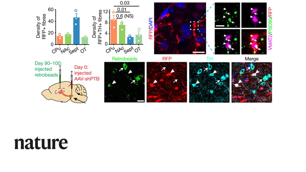 Nature Portfolio (@natureportfolio) on Twitter photo A Nature paper reports a single-step method to convert non-neuronal brain cells into functional neurons, demonstrated in isolated human cells and in mice. The technique is shown to reverse symptoms of Parkinson’s disease in a mouse model of the disease. go.nature.com/2VKke4L A Nature paper reports a single-step method to convert non-neuronal brain cells into functional neurons, demonstrated in isolated human cells and in mice. The technique is shown to reverse symptoms of Parkinson’s disease in a mouse model of the disease. go.nature.com/2VKke4L